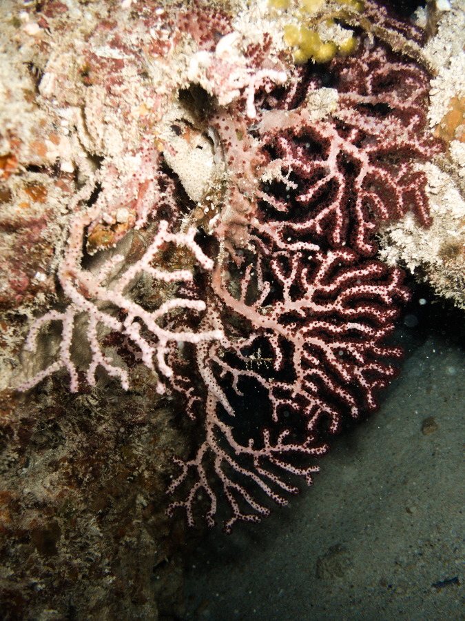 Gorgone