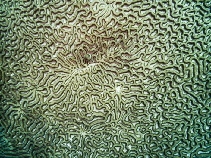 Corail dur
