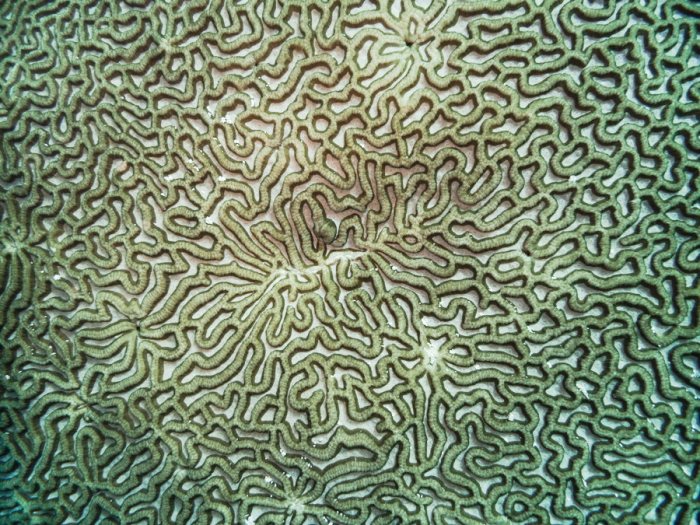 Corail dur