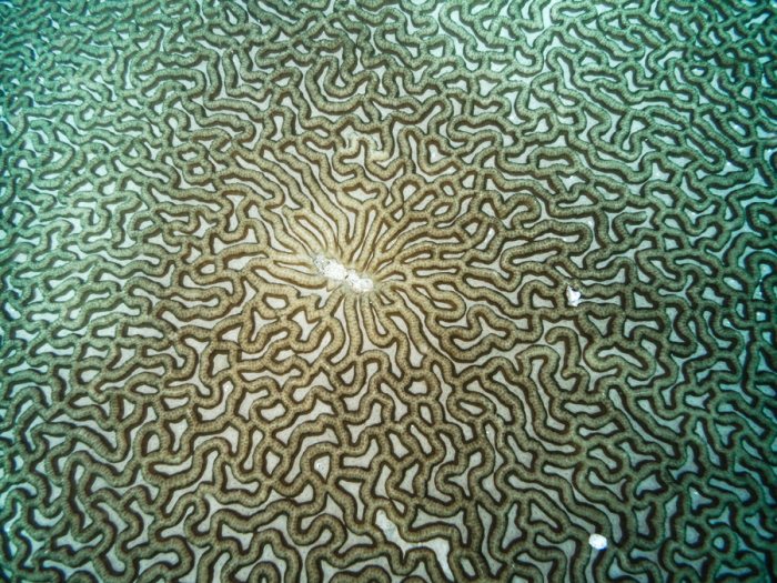 Corail dur