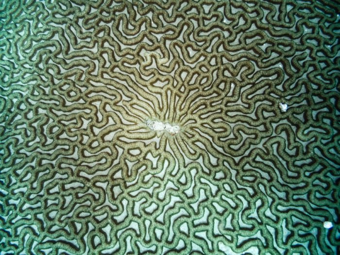 Corail dur