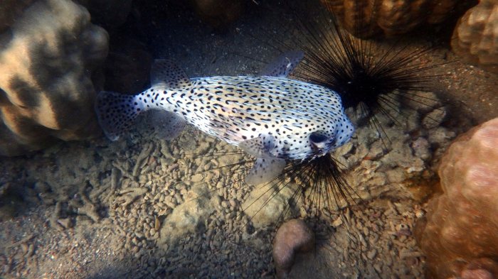 Diodon hystrix