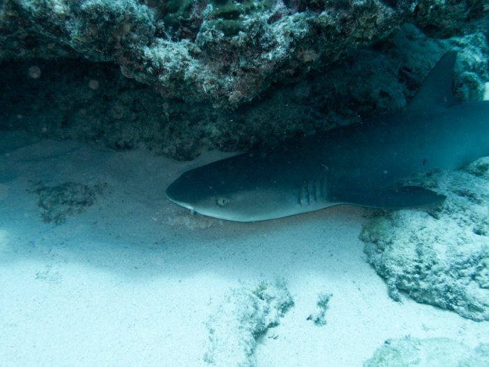 Poissons osseux
