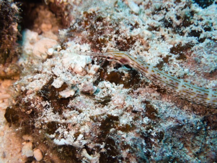 Poisson-pipe