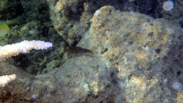 Halichoeres melanurus