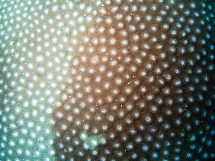 Corail dur