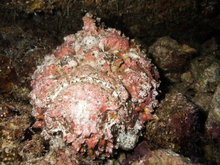 Synanceia verrucosa