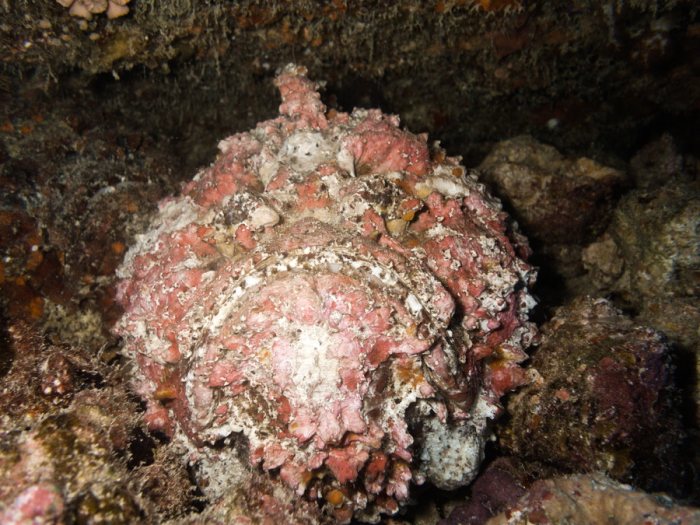 Synanceia verrucosa