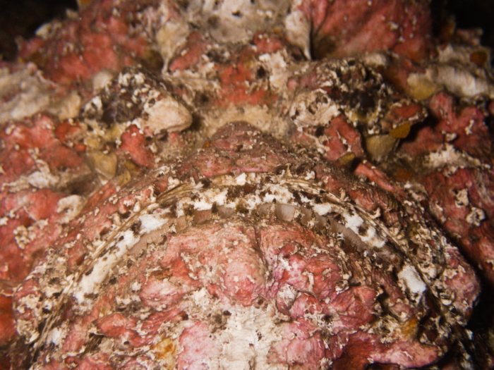 Synanceia verrucosa