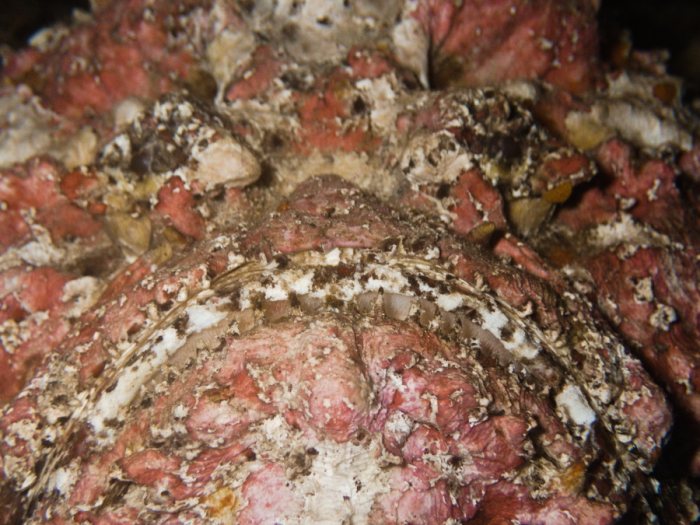 Synanceia verrucosa