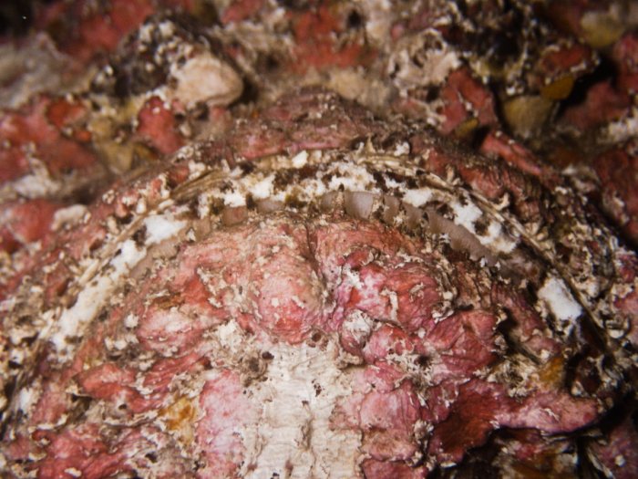 Synanceia verrucosa