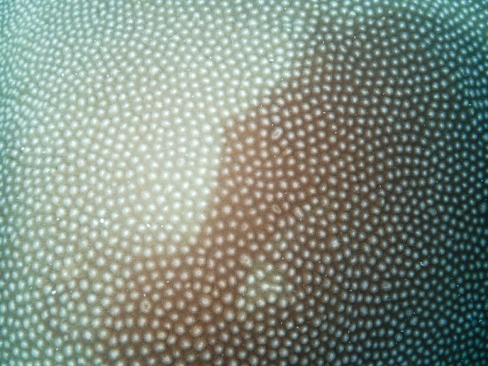 Corail dur