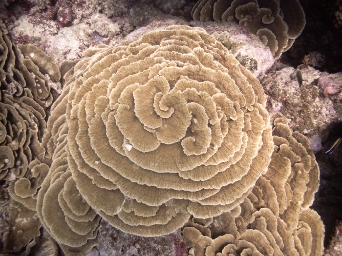 Corail dur