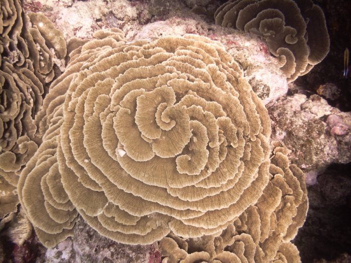 Corail dur