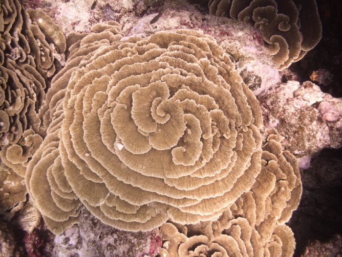 Corail dur