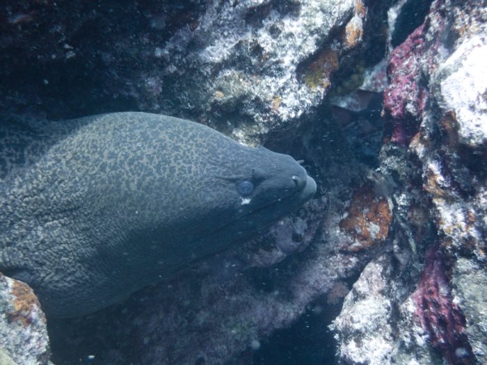 Gymnothorax flavimarginatus