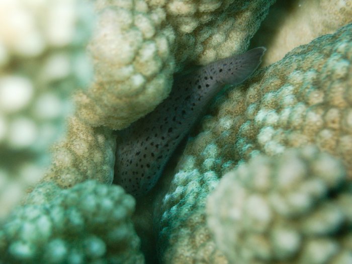Poisson-velours