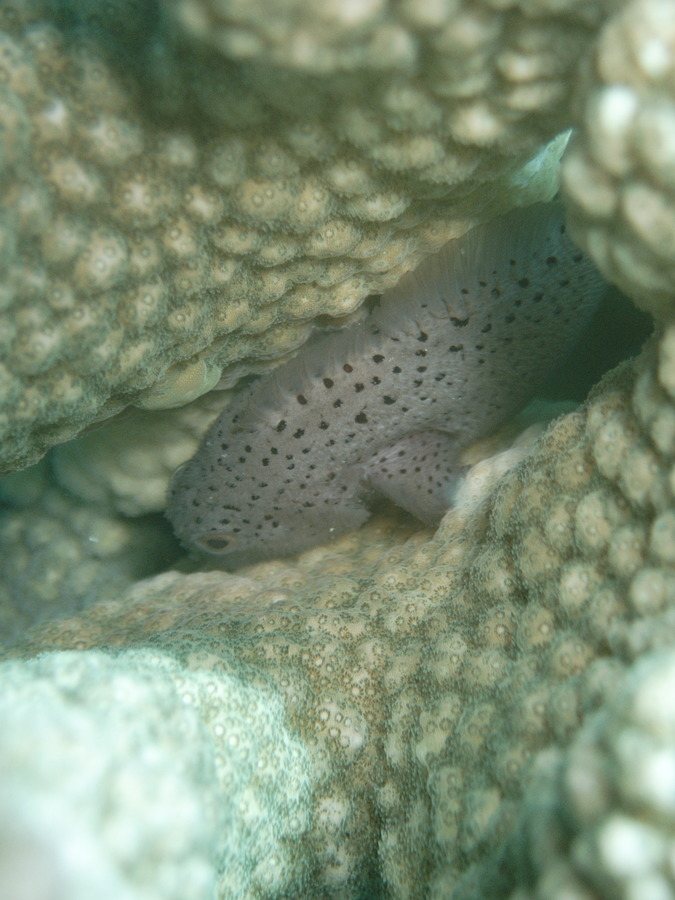 Poisson-velours