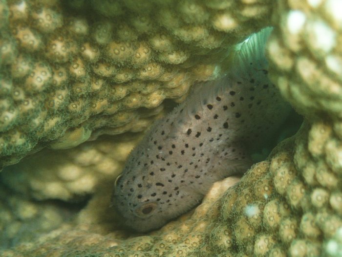 Poisson-velours