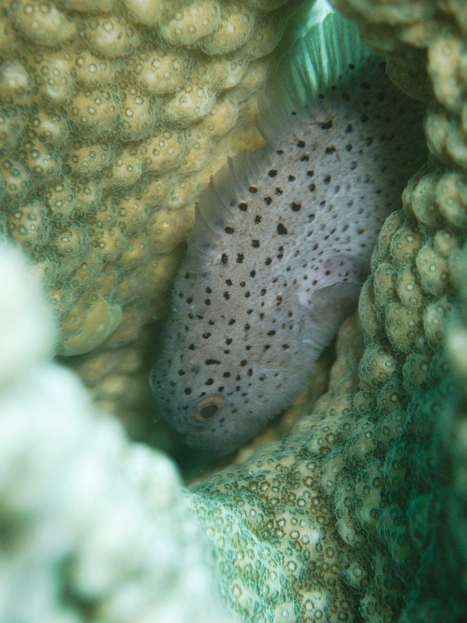 Poisson-velours