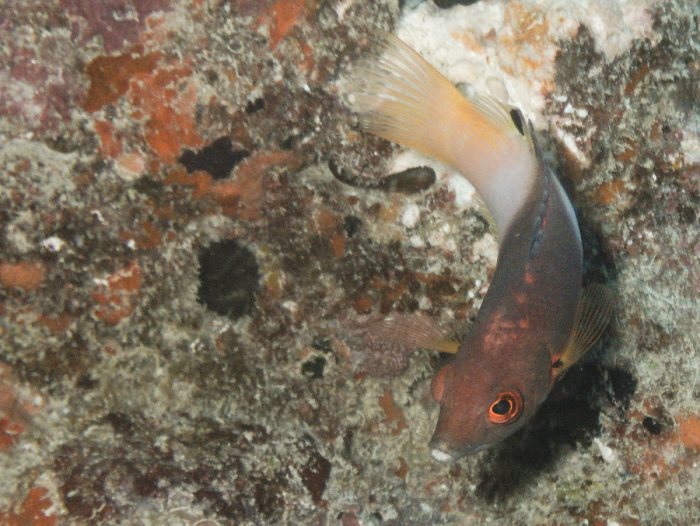 Poissons osseux