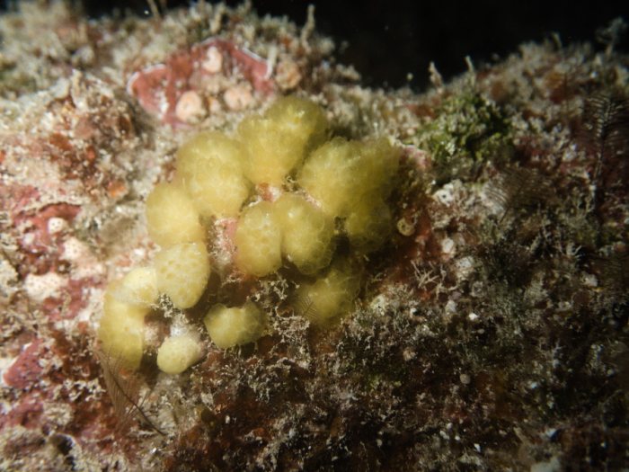Corail dur