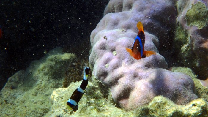 Amphiprion akindynos
