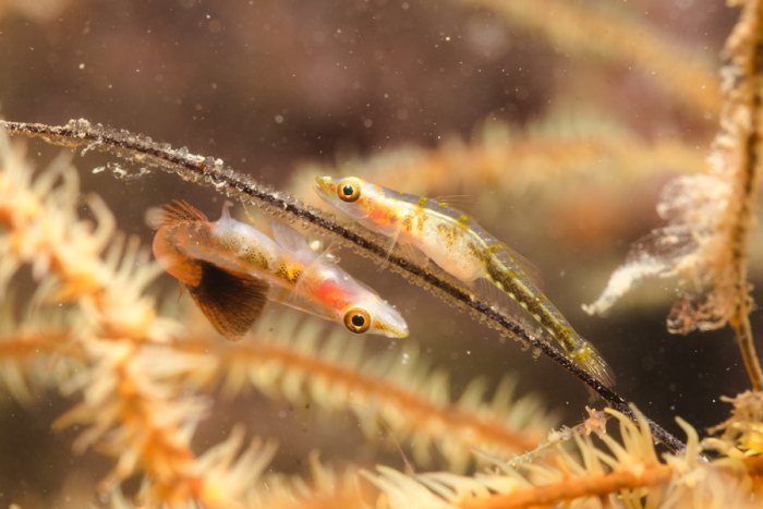 Bryaninops yongei