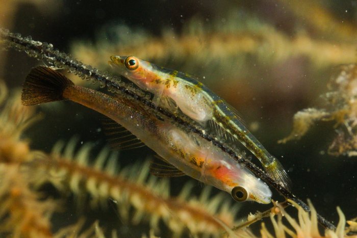 Bryaninops yongei