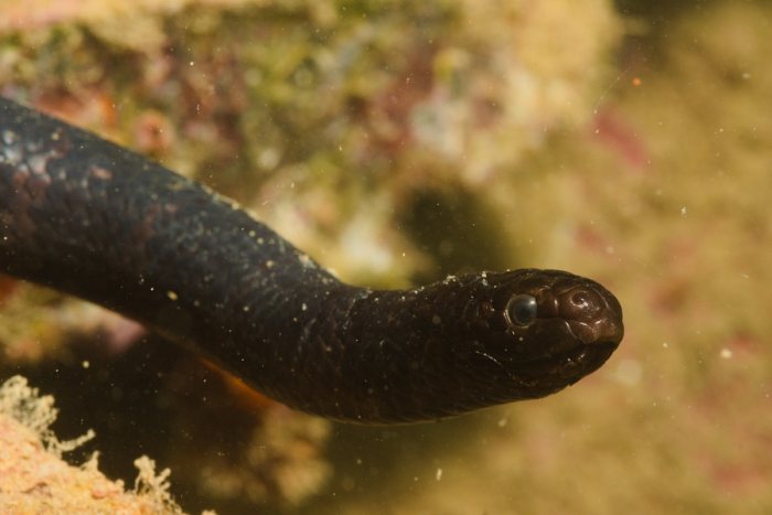 Emydocephalus annulatus