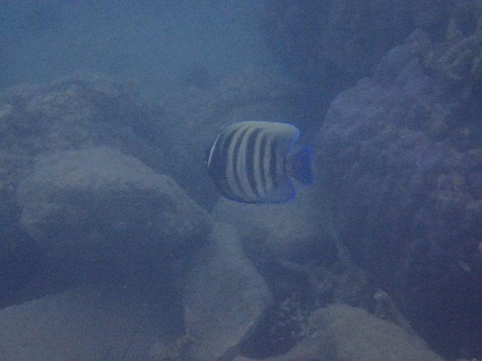 Pomacanthus sexstriatus