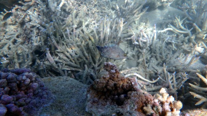 Cheilinus chlorourus
