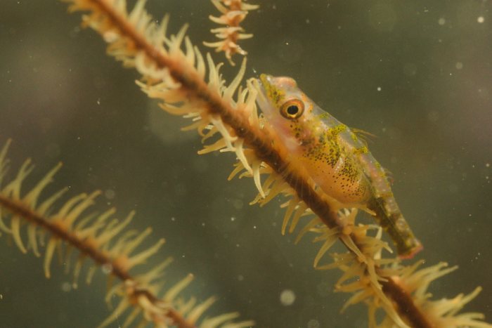 Bryaninops yongei