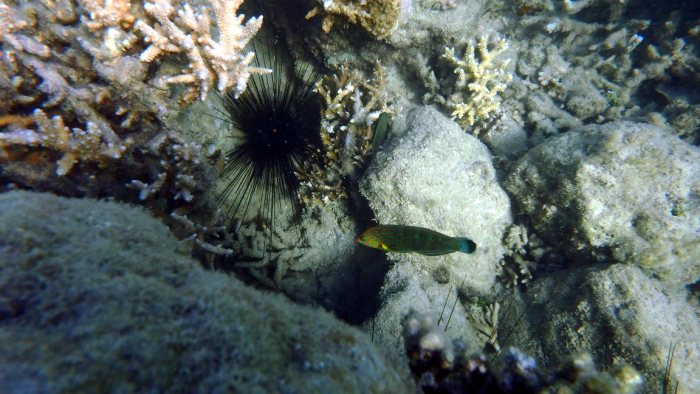 Halichoeres melanurus