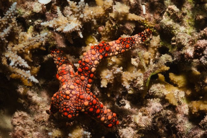 Étoile de mer