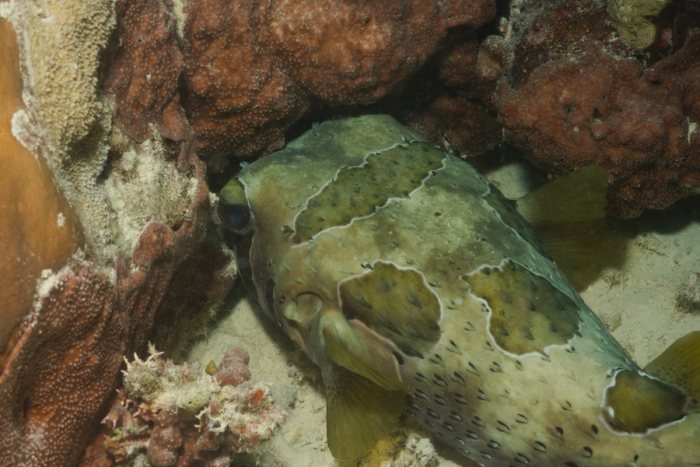 Diodon hystrix
