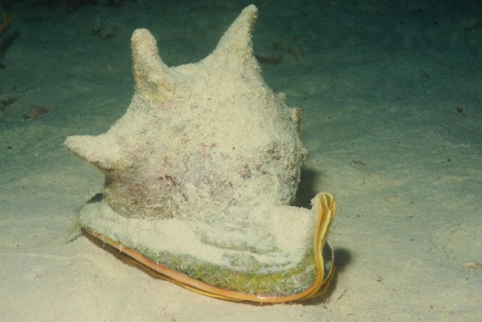 Mollusques