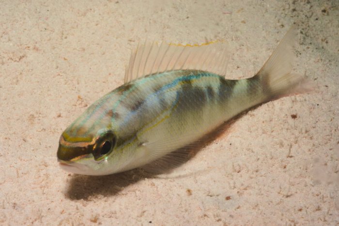 Poissons osseux