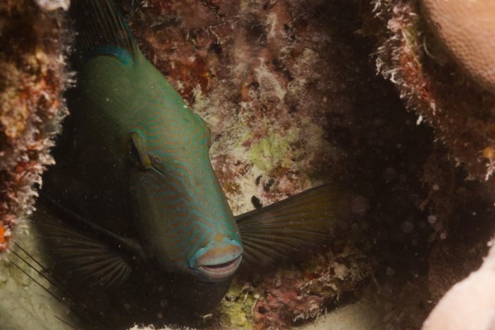 Poissons osseux