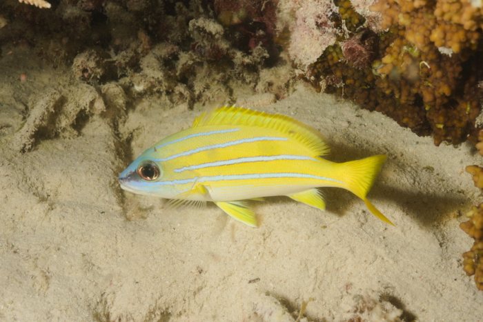 Lutjanus kasmira