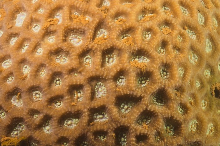 Corail dur