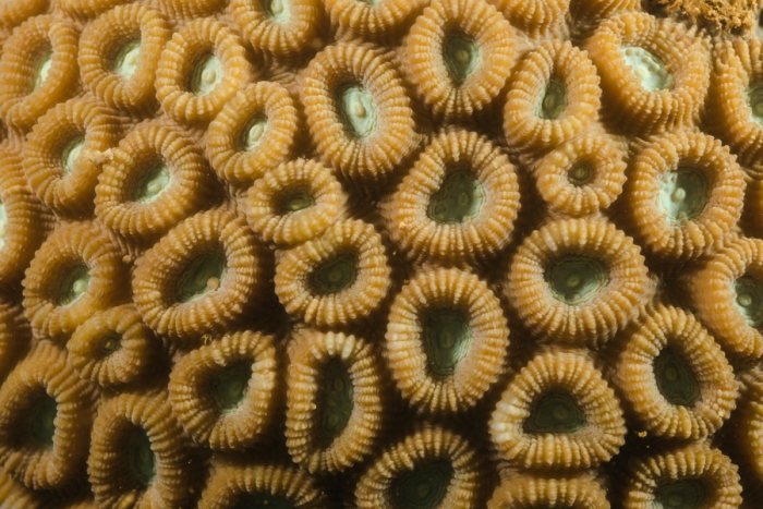 Corail dur