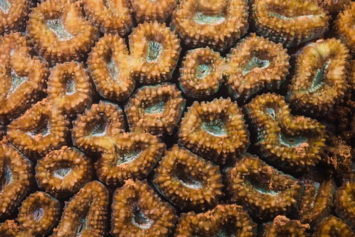 Corail dur