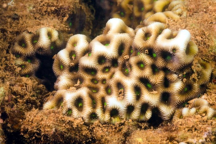 Corail dur