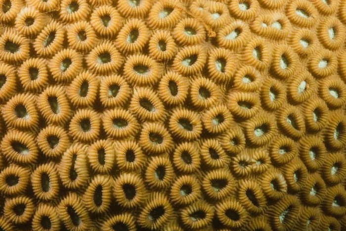 Corail dur