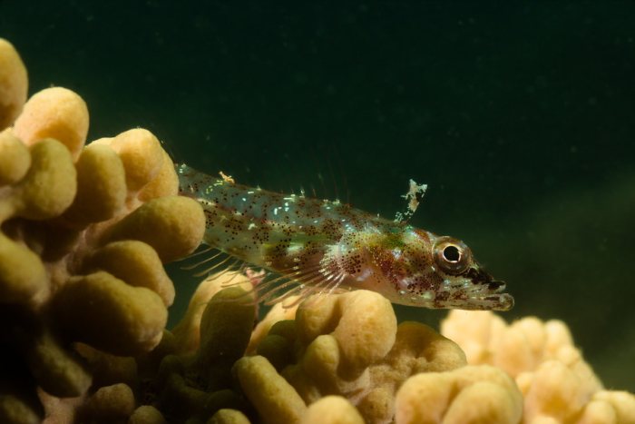 Bryaninops yongei