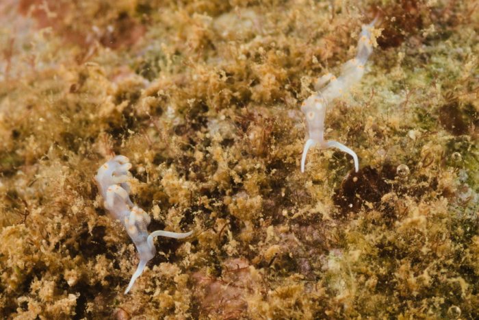 Nudibranche