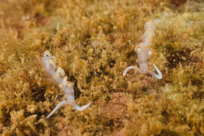 Nudibranche