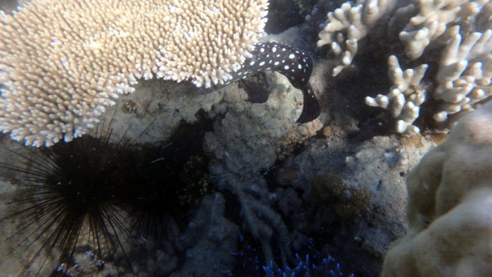 Epinephelus coeruleopunctatus