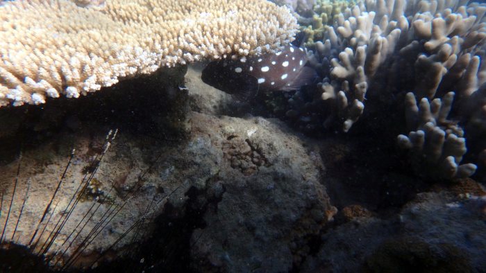 Epinephelus coeruleopunctatus